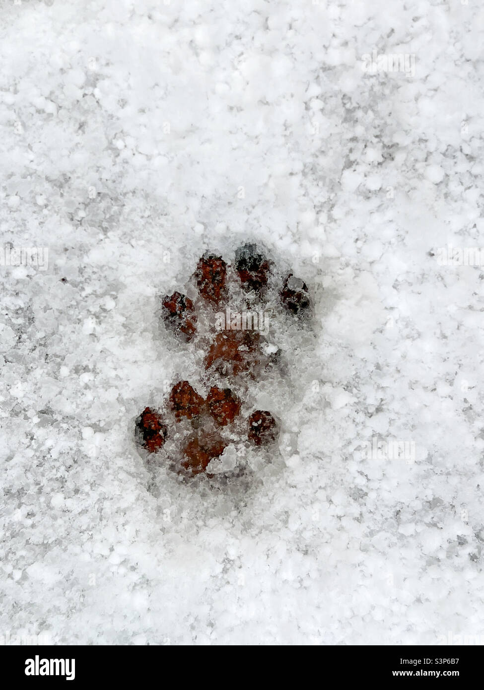 Cats paw prints in snow hires stock photography and images Alamy