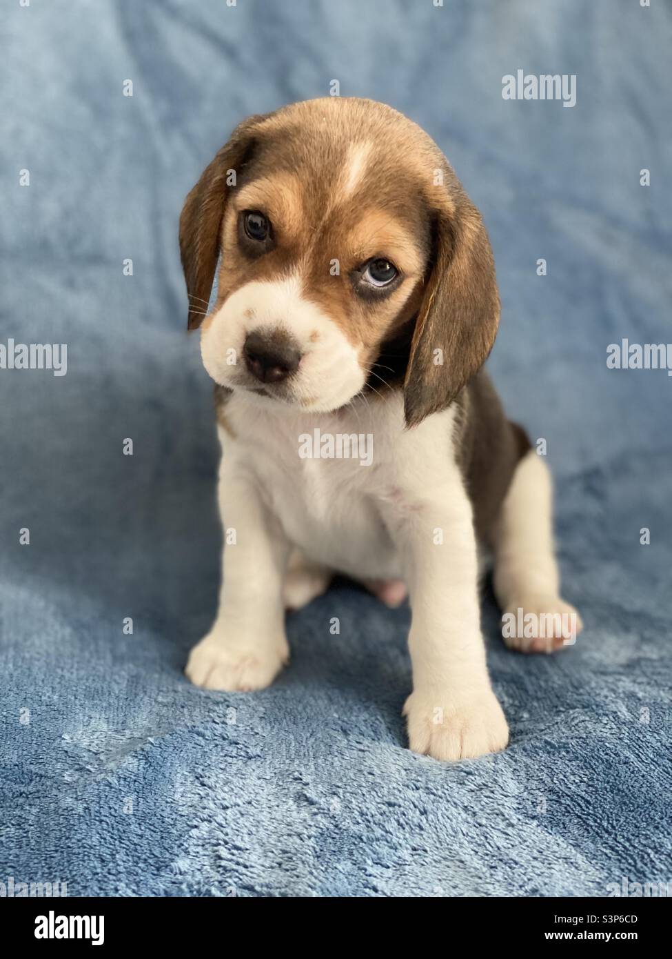 Beagle puppy on blue background Stock Photo