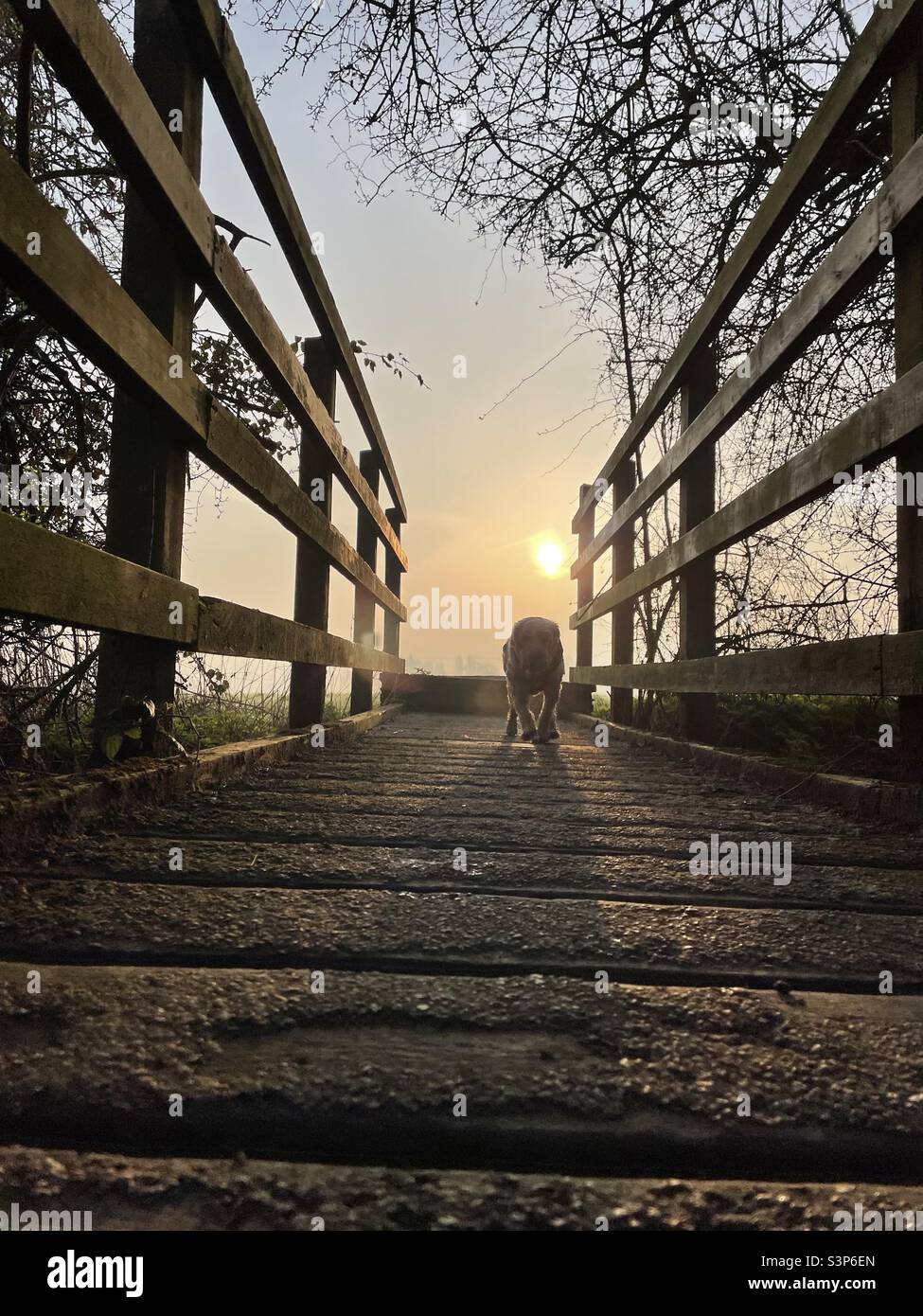 Early mornings springtime Buzz Reynolds Cockapoo dog - Smartphone Captured Stock Image