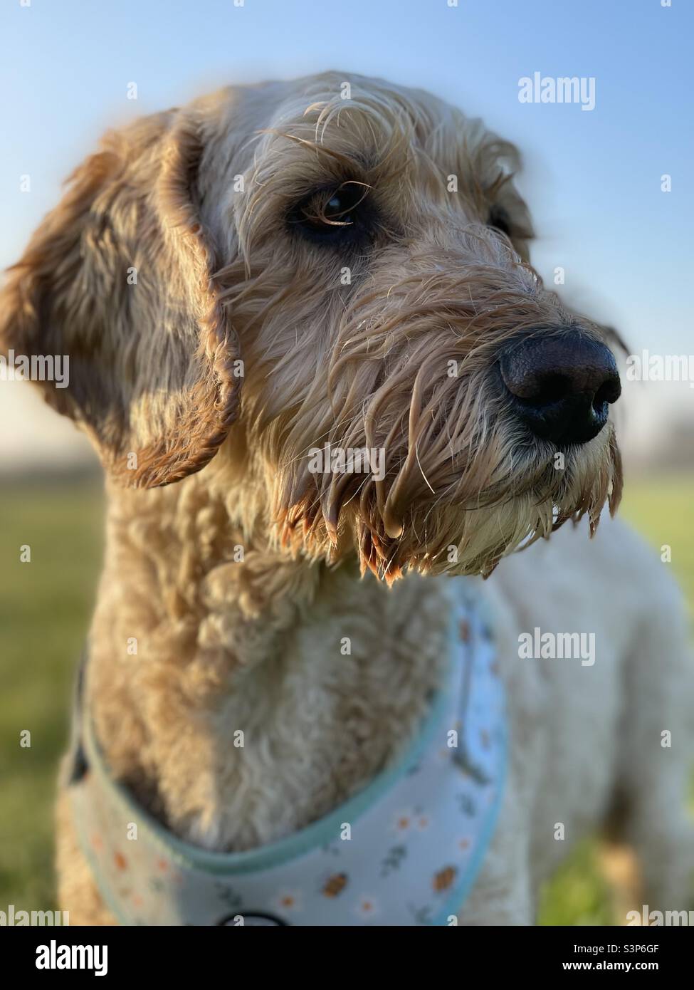 Buzz Reynolds Cockapoo Dog springtime uk Stock Photo