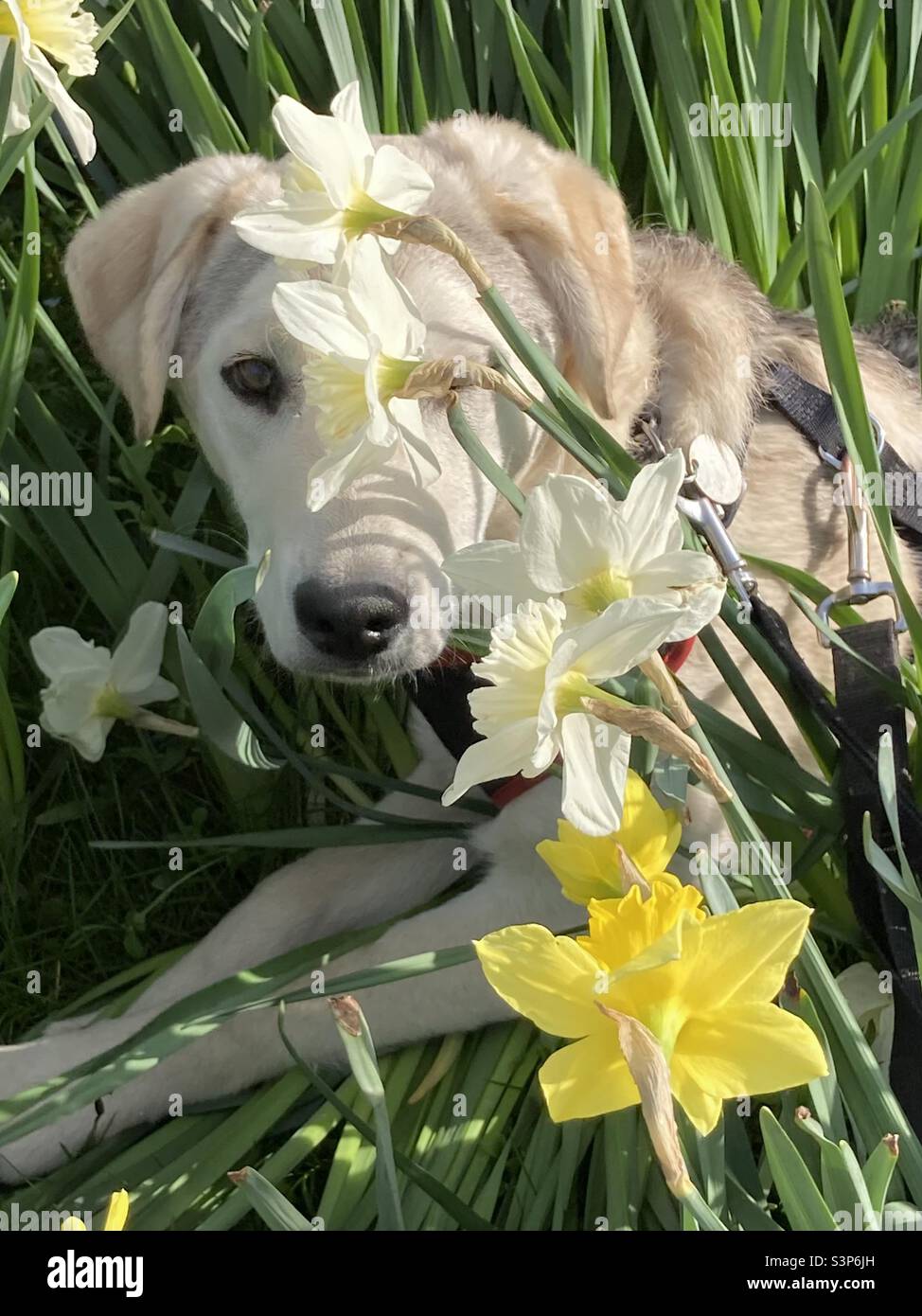 Puppy in daffodils Stock Photo Alamy