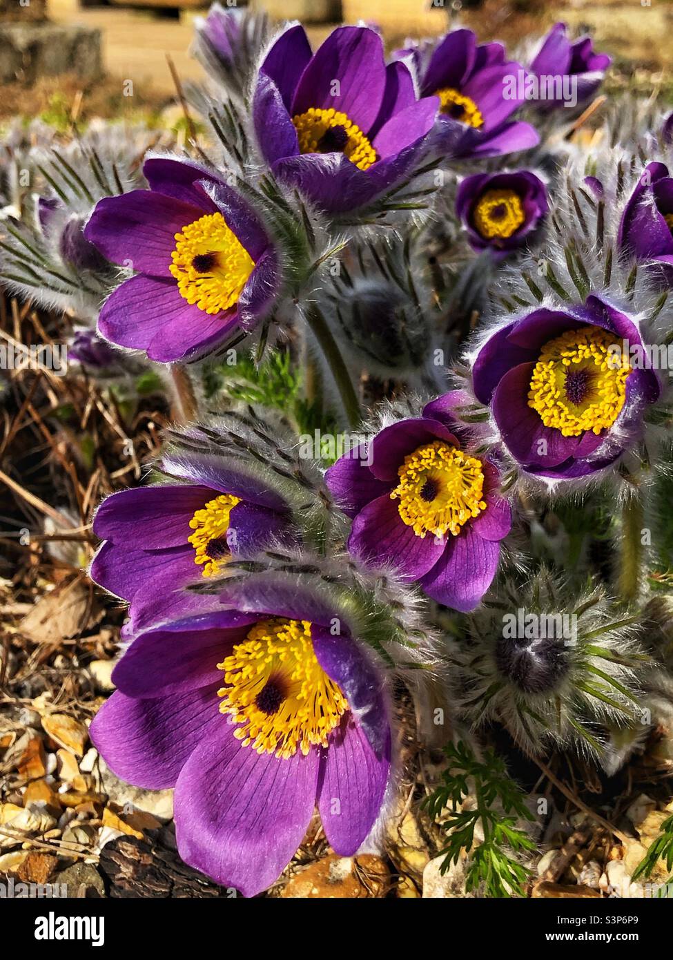 Pulsatilla Grandis the Greater Pasque flower in bloom - Smartphone Captured Stock Image