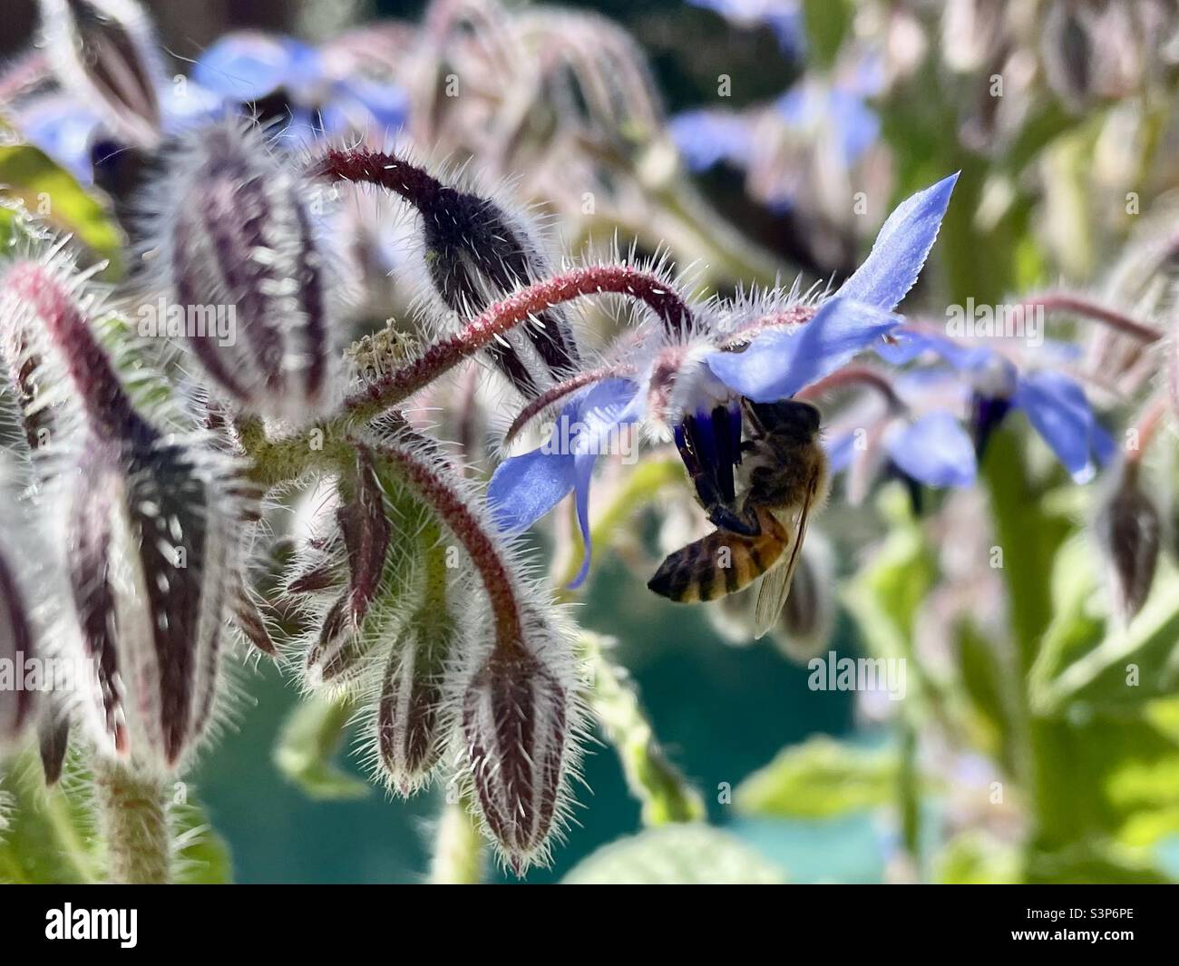 Honey bee on borage - Smartphone Captured Stock Image