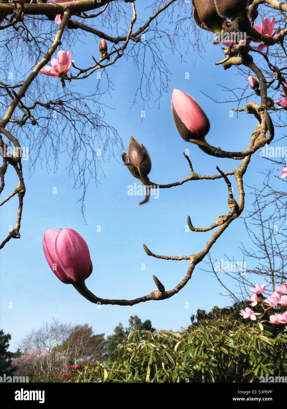 Magnolia Campbellii - “Charles Raffill” with Spring buds Stock Photo