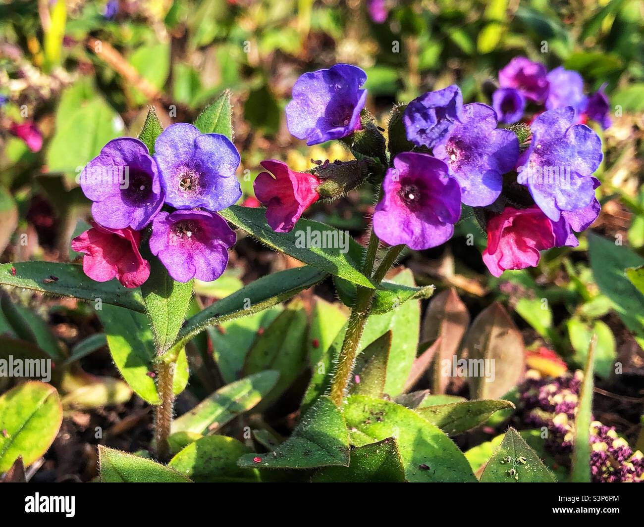 Pulmonaria angustifolia or Blue Cowslip “Munster Blue” in bloom Stock Photo