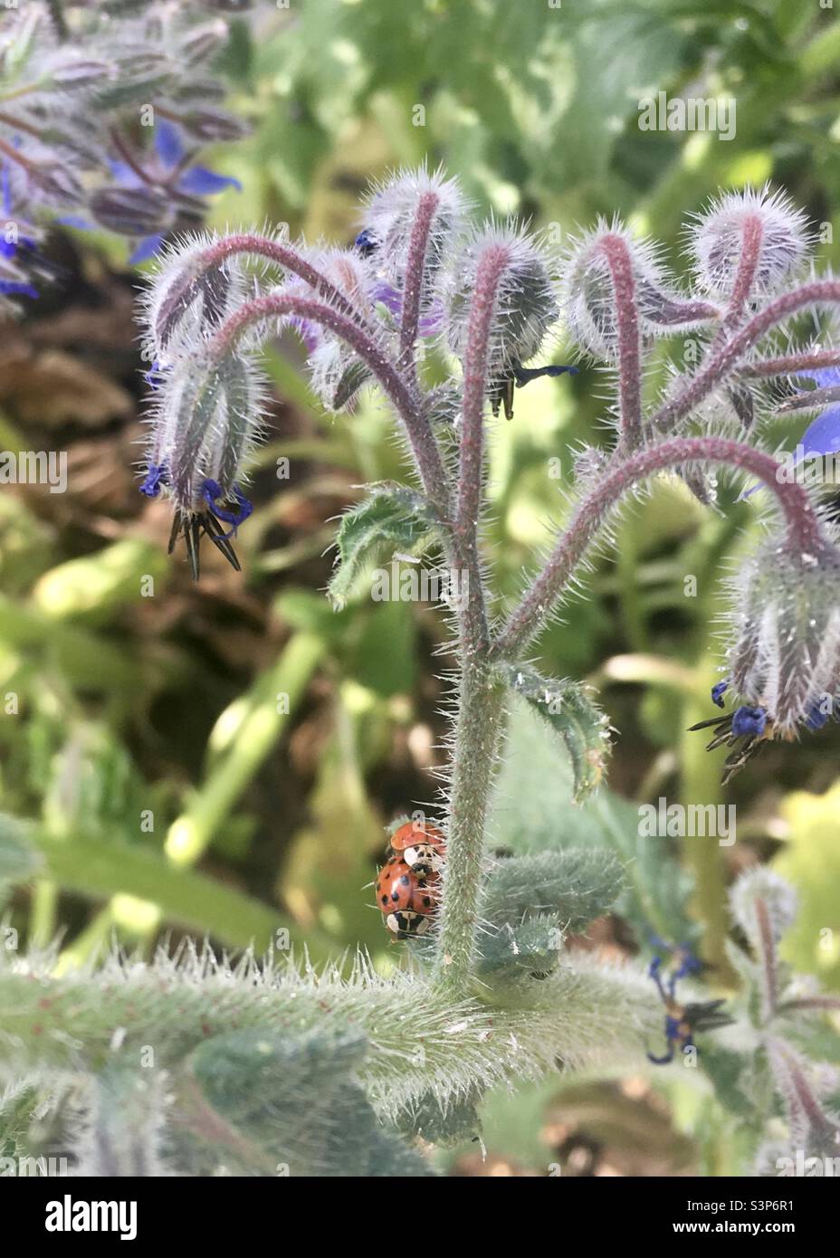 Loving ladybugs - Smartphone Captured Stock Image