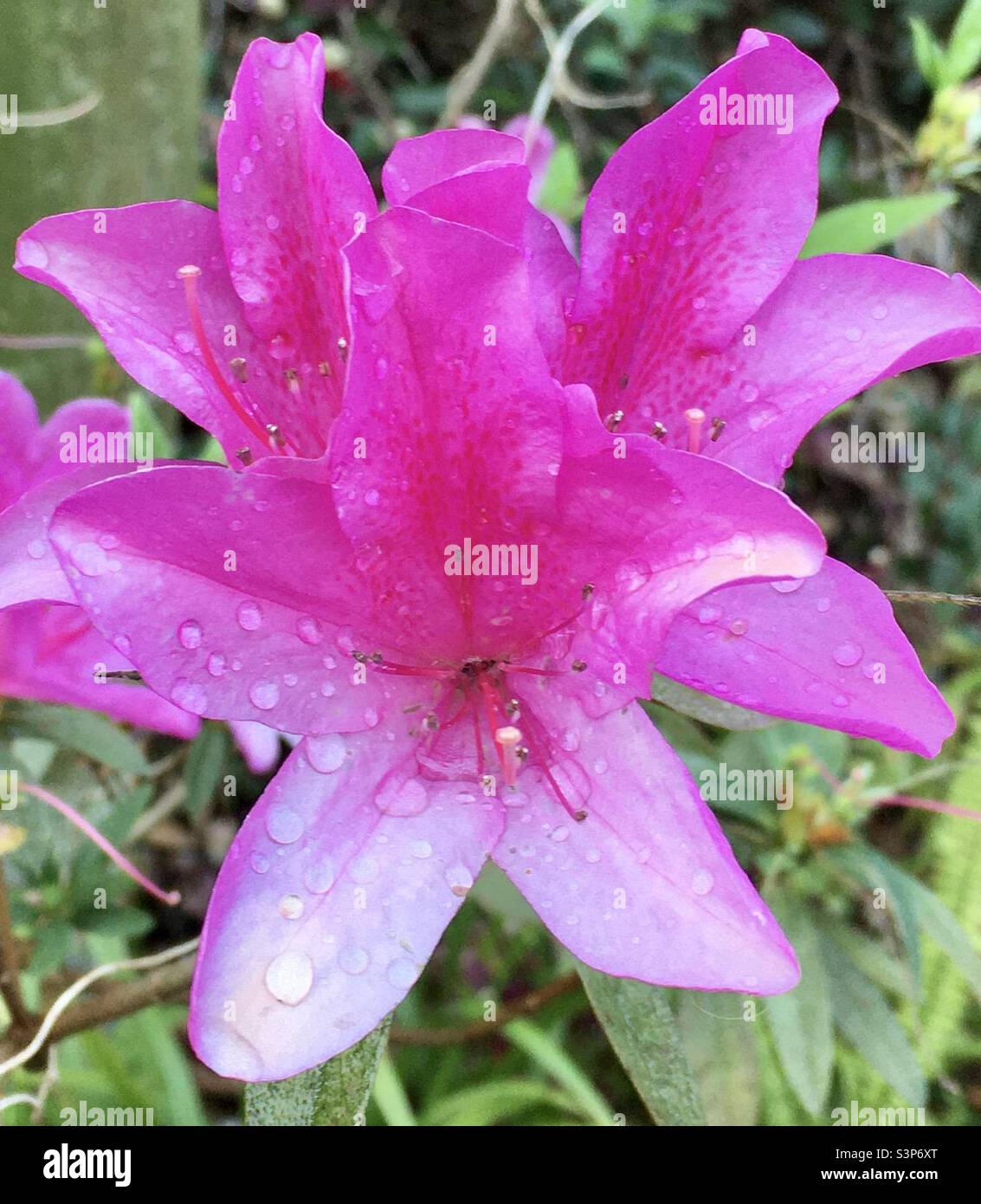 Pink Azalea with water droplets in petals - Smartphone Captured Stock Image