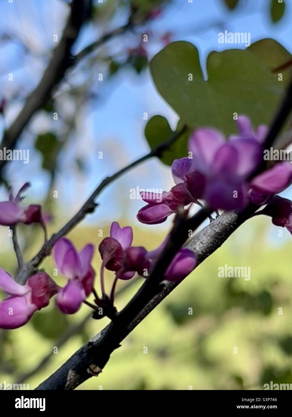 Spring has sprung - Smartphone Captured Stock Image