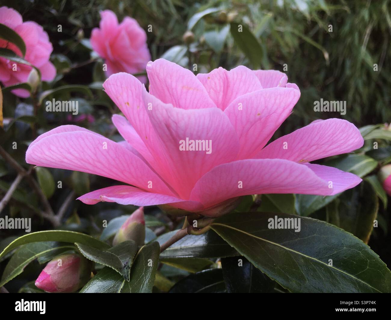 Spring flowers, pink, green , beauty, nature, lotus - Smartphone Captured Stock Image