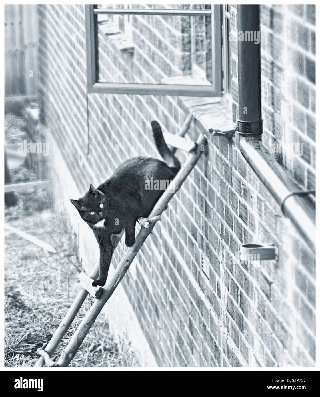 Black cat on a makeshift ladder. - Smartphone Captured Stock Image
