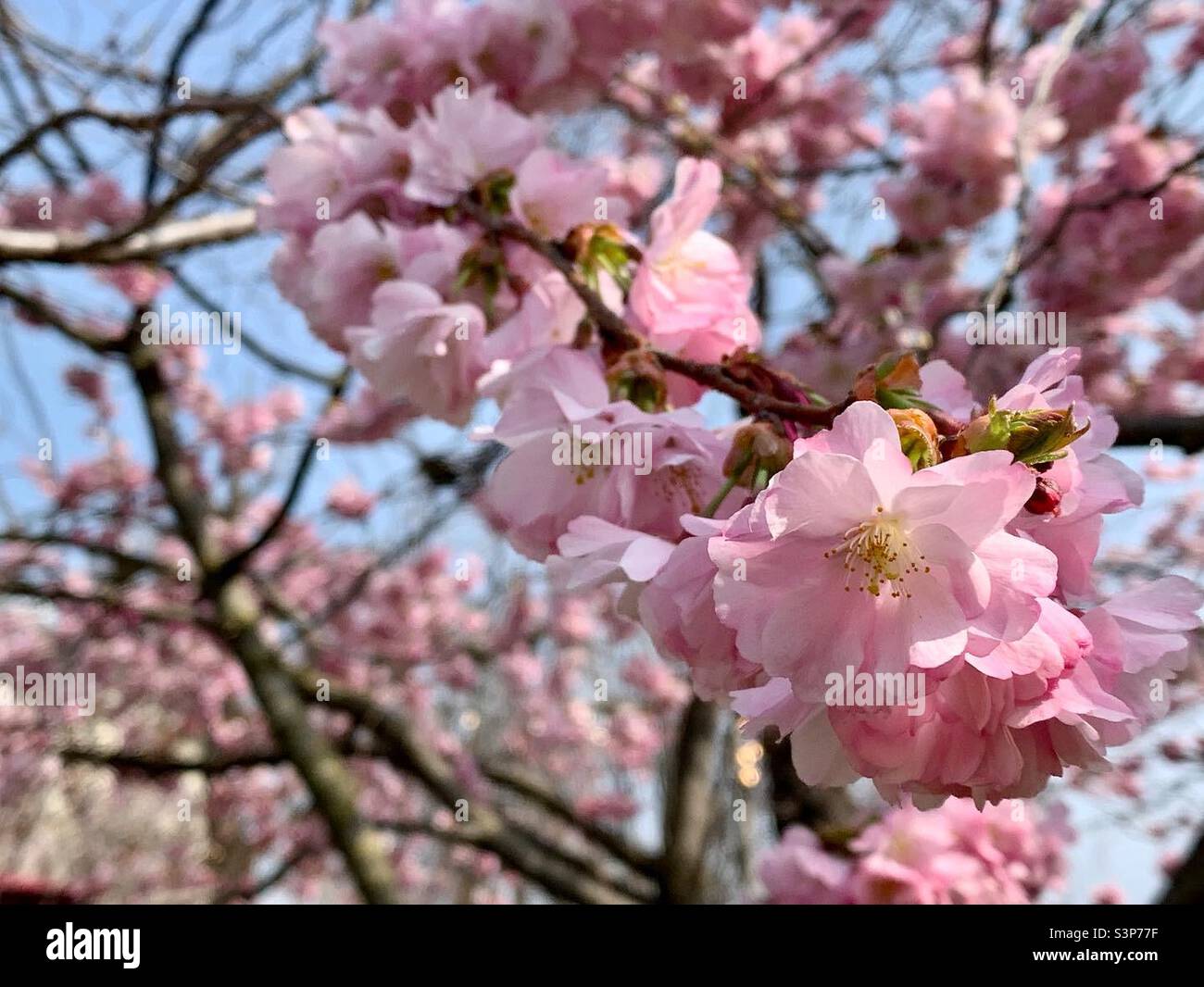 Dense cherry blossom hi-res stock photography and images - Alamy