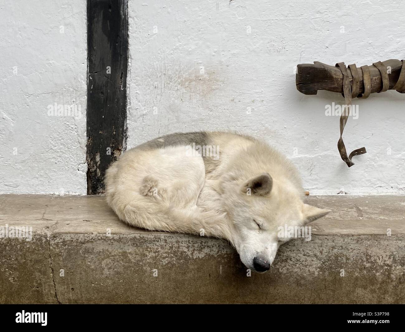 Let sleeping dogs lie. Stock Photo