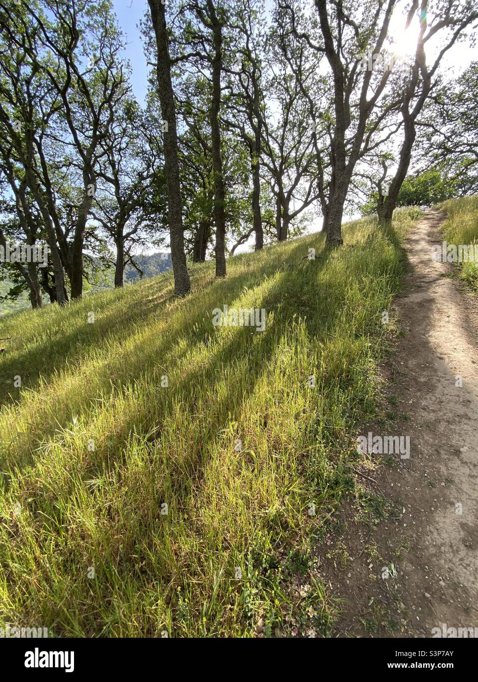 Shadows in grass from woodland trees - Smartphone Captured Stock Image