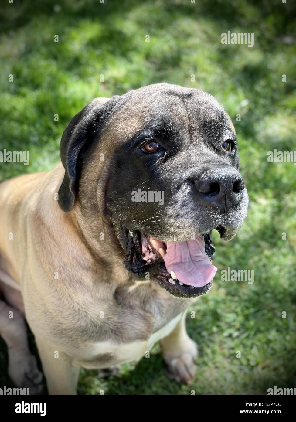 How Much Is A Purebred English Mastiff