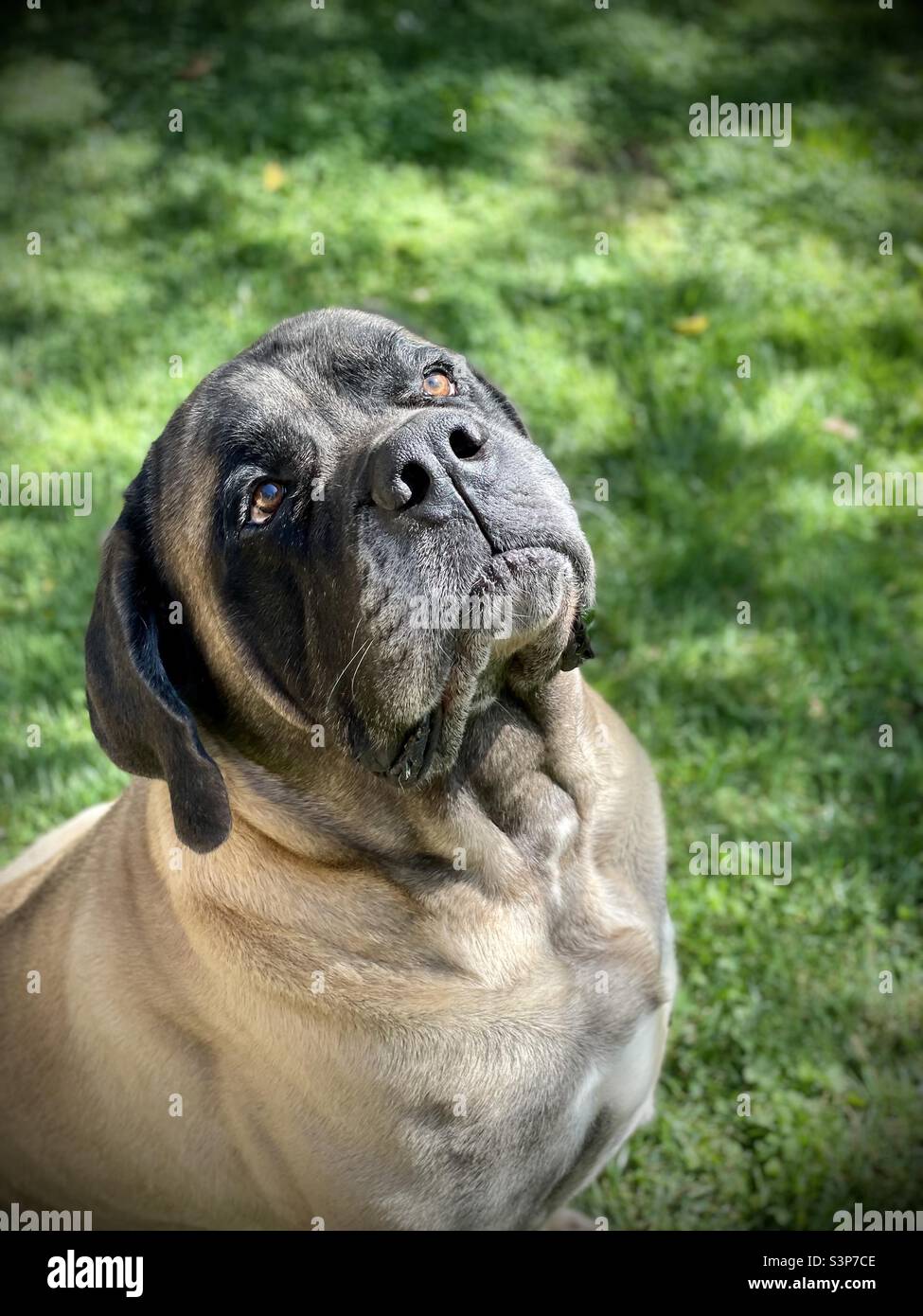 Purebred English mastiff looking up Stock Photo Alamy