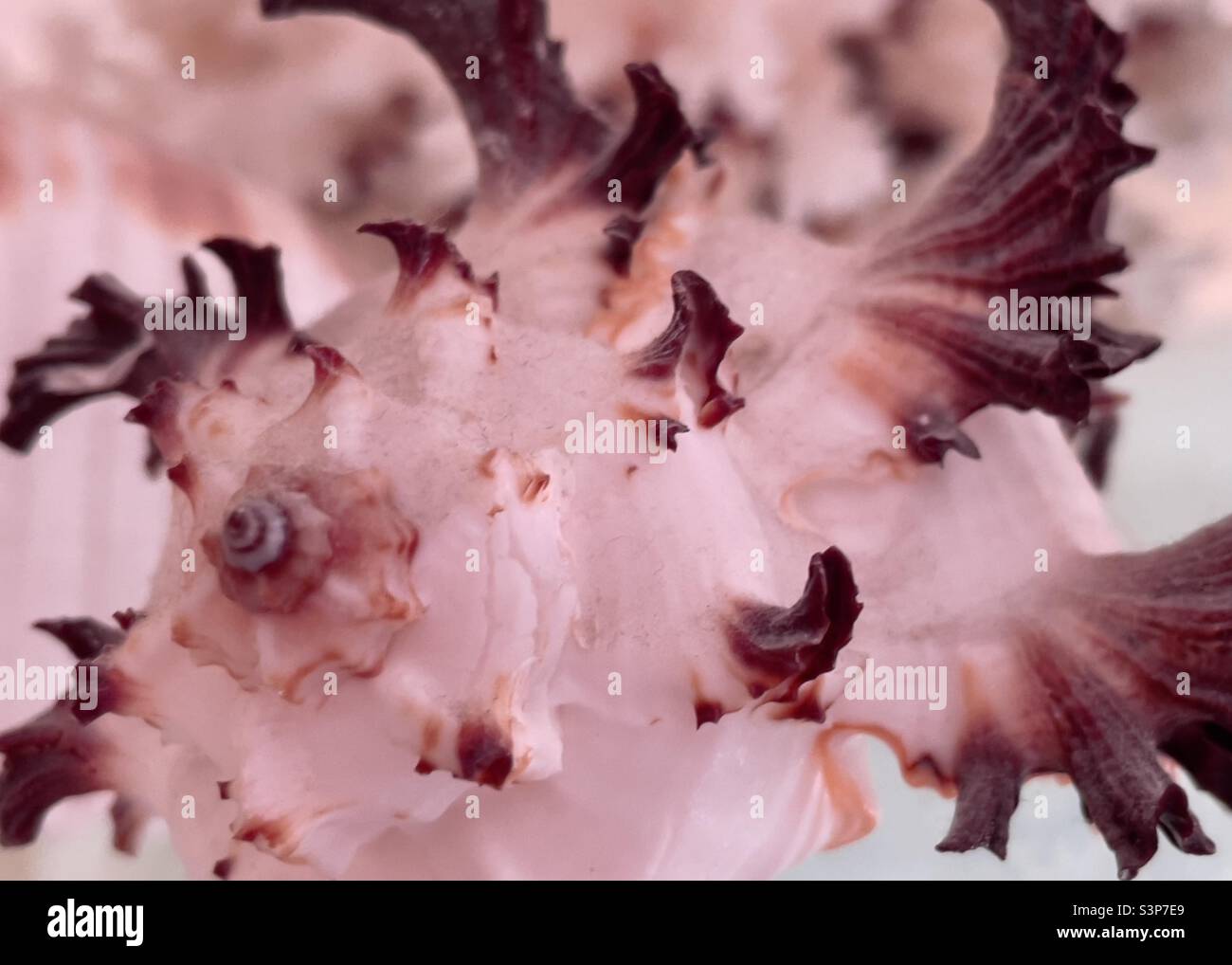 A detail of an exotic seashell Stock Photo