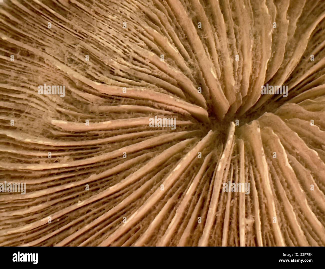 A detail of a marine organism showing a radial pattern - Smartphone Captured Stock Image