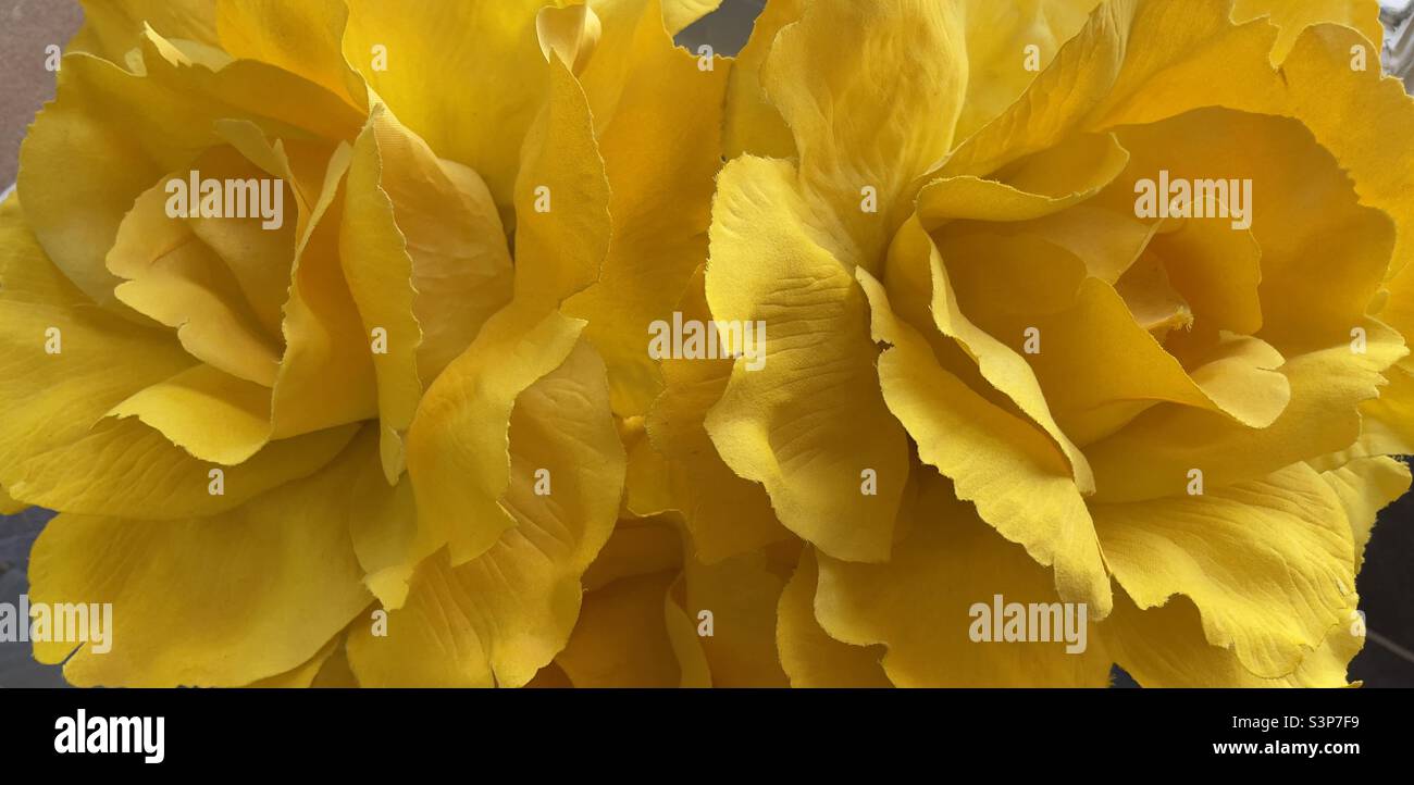 Two giant artificial roses made from yellow fabric - Smartphone Captured Stock Image