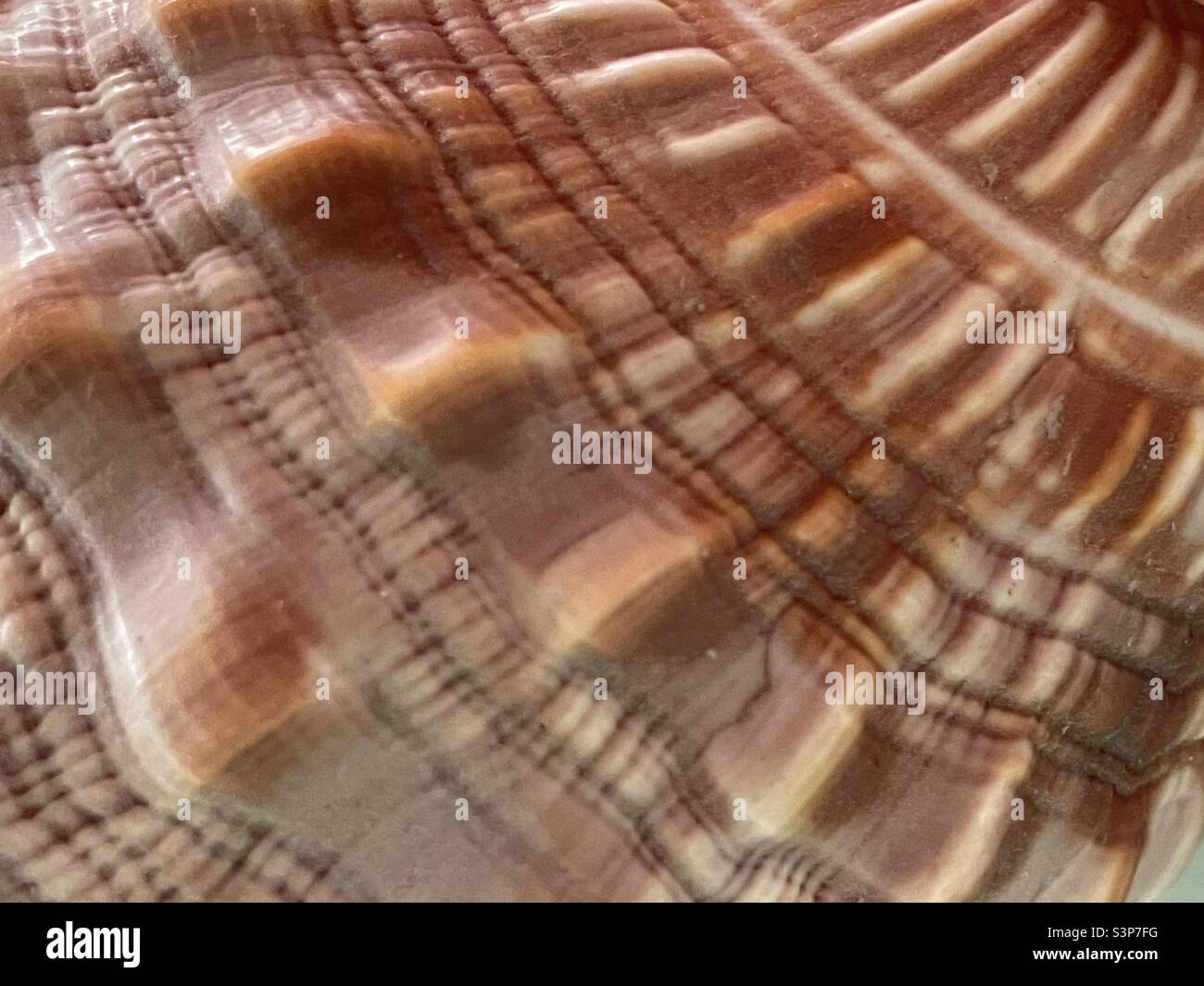 A detail of a tropical seashell with sculptured surface in tones of brown - Smartphone Captured Stock Image