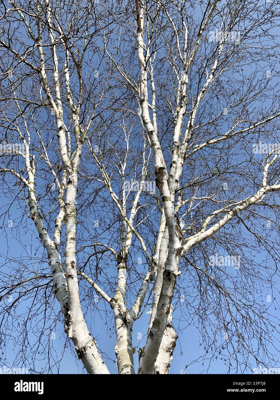 Silver birch tree with bare branches against blue sky Stock Photo