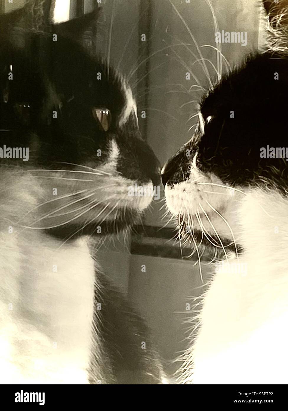 Male cat looking at reflection of itself in window. - Smartphone Captured Stock Image