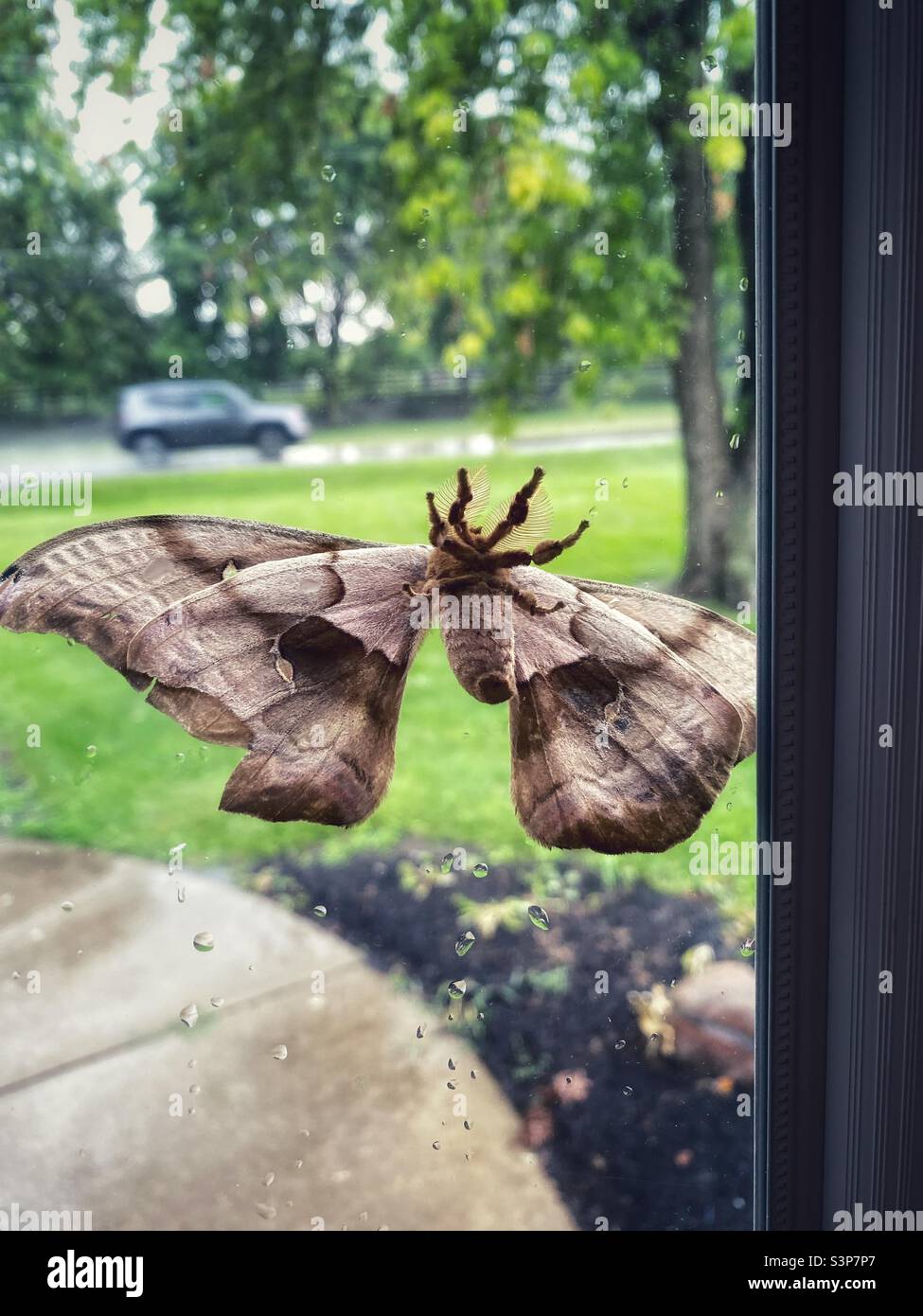 A large moth on on my front door taken through the window.  It was a rainy day and a car is passing by in the background.  In color with HDR filter. Stock Photo