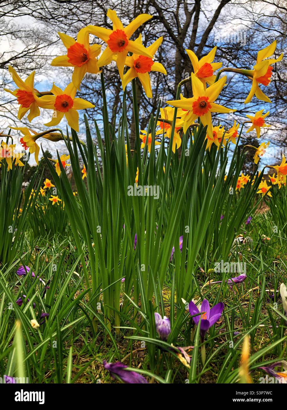 Springtime daffodils and crocus - Smartphone Captured Stock Image