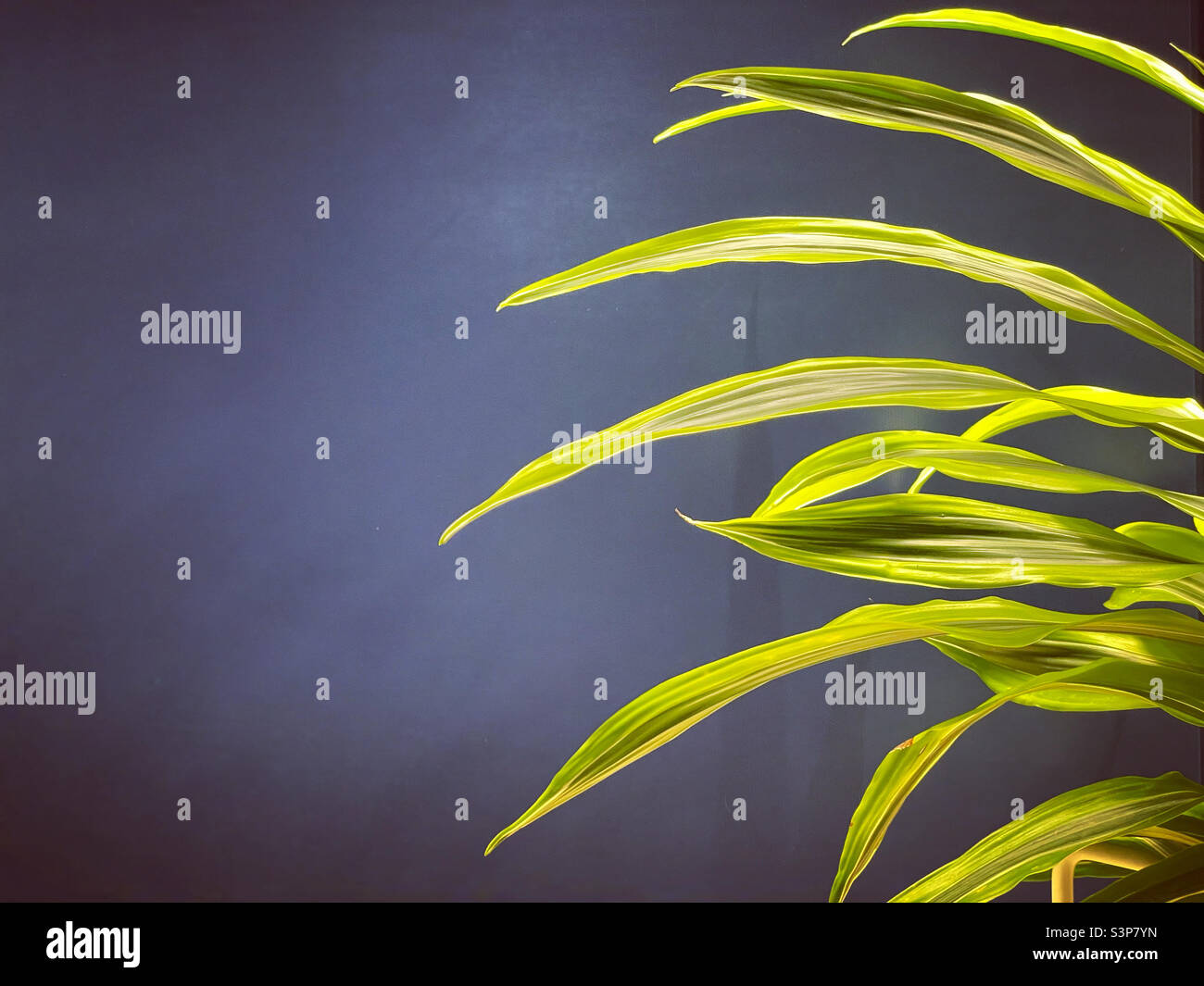 Blue and green - Smartphone Captured Stock Image