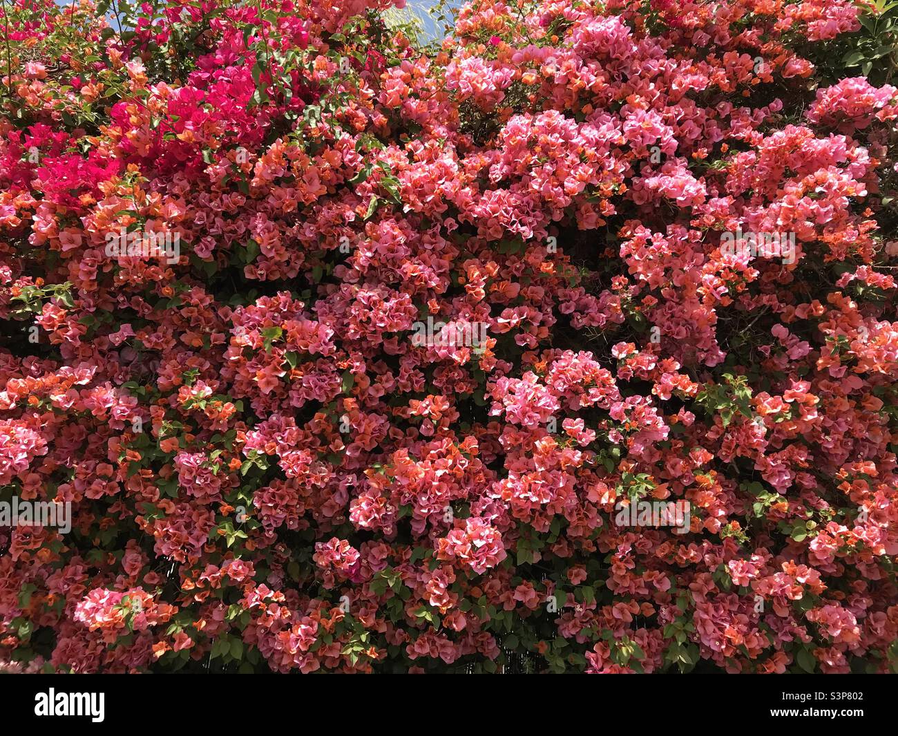 A vibrant bloom of bougainvillea Stock Photo - Alamy