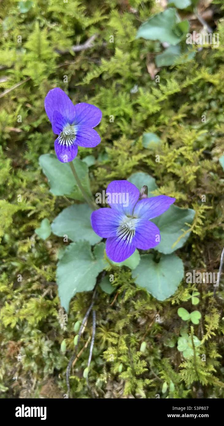 Flowering plant: Viola cucullata , Marsh Blue Violet , Hooded Blue Violet. A Perennial Herb that flowers in spring it is native to eastern North America. Wild caught photo March in mid South Carolina. Stock Photo