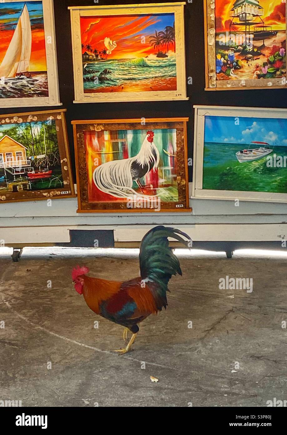 A real rooster standing in front of an art stand where there is a painting of a rooster.  Key West Florida Stock Photo