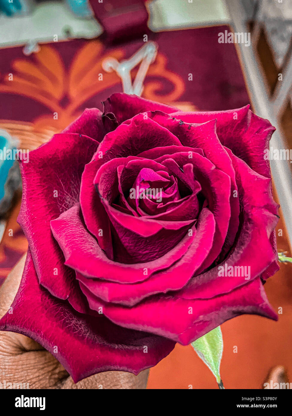 Good morning rose hi-res stock photography and images - Alamy