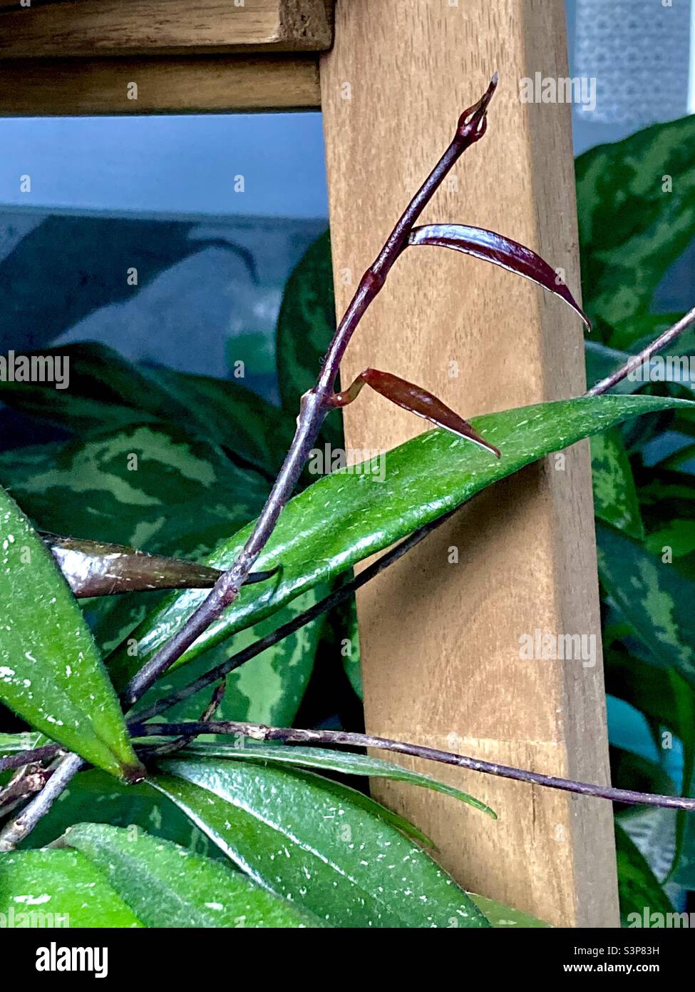 Hoya Carnosa showing new spring growth - Smartphone Captured Stock Image