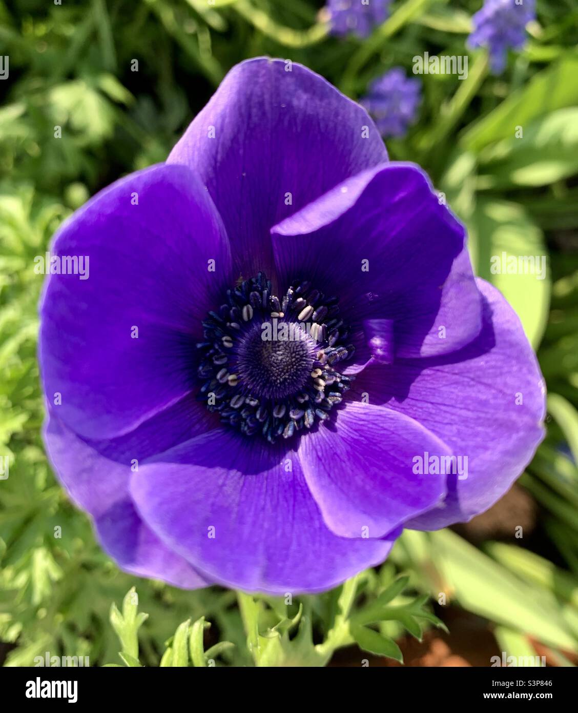 Beautiful purple anemone flower Stock Photo