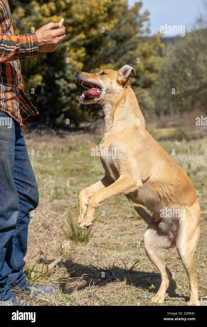 A Labrador jumps up on his hind legs to get a treat from his owner in a rural location on a sunny day - Smartphone Captured Stock Image