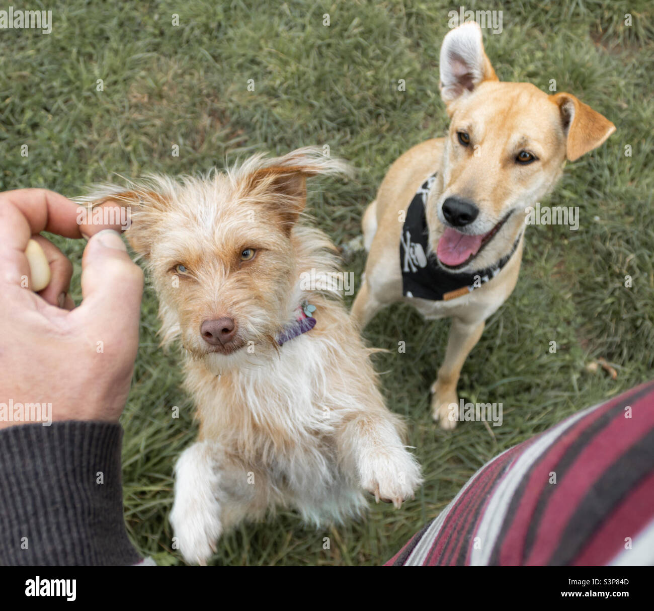2 dogs eye up the treats in their owner’s hand and one leaps up to get one Stock Photo