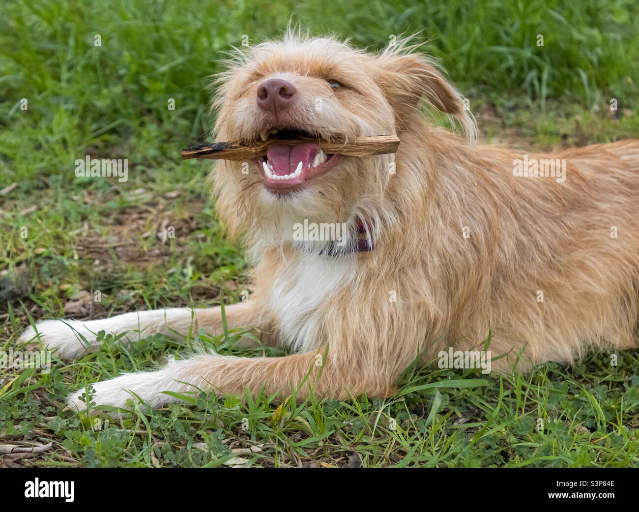 A tan coloured terrier dog sits on grass chewing on a piece of wood Stock Photo