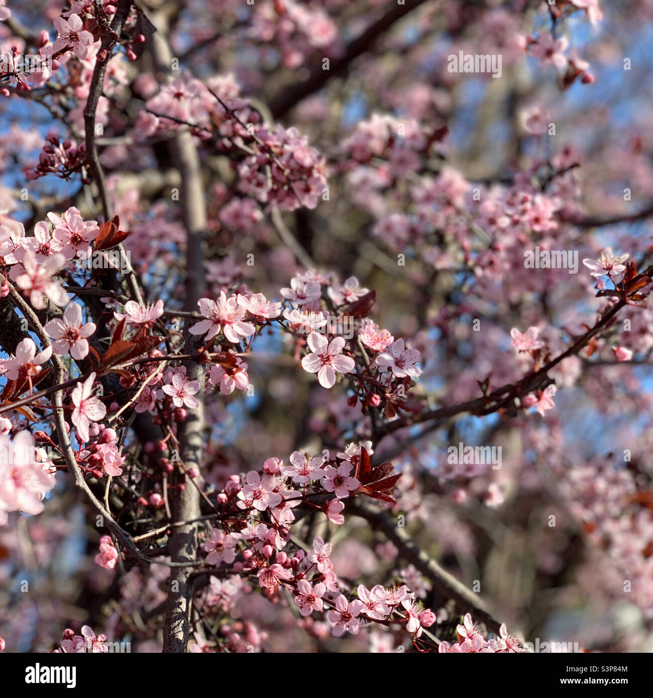 Spring bloom Stock Photo