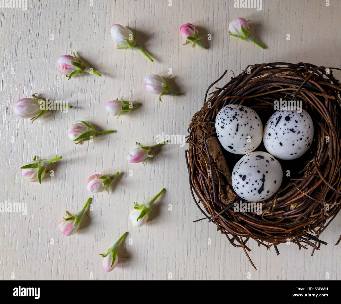 Bird’s nest flat lay, with speckled eggs and buds of apple blossom, on ...