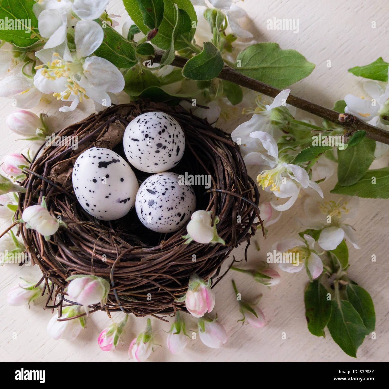 Bird’s nest with 3 speckled eggs surrounded by apple blossom Stock ...
