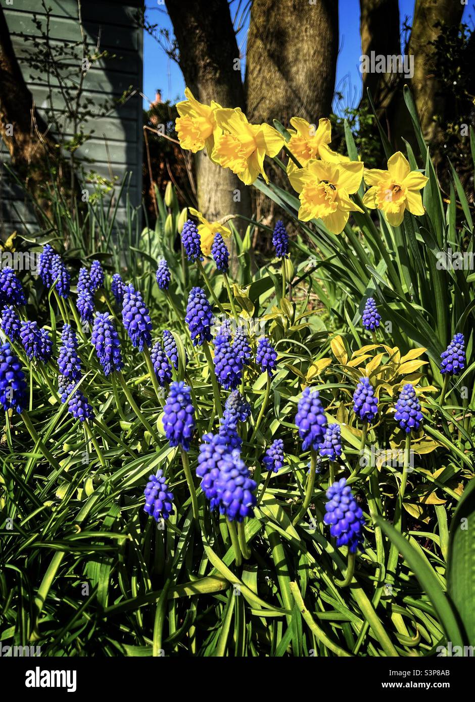 Daffodils and grape hyacinths hires stock photography and images Alamy