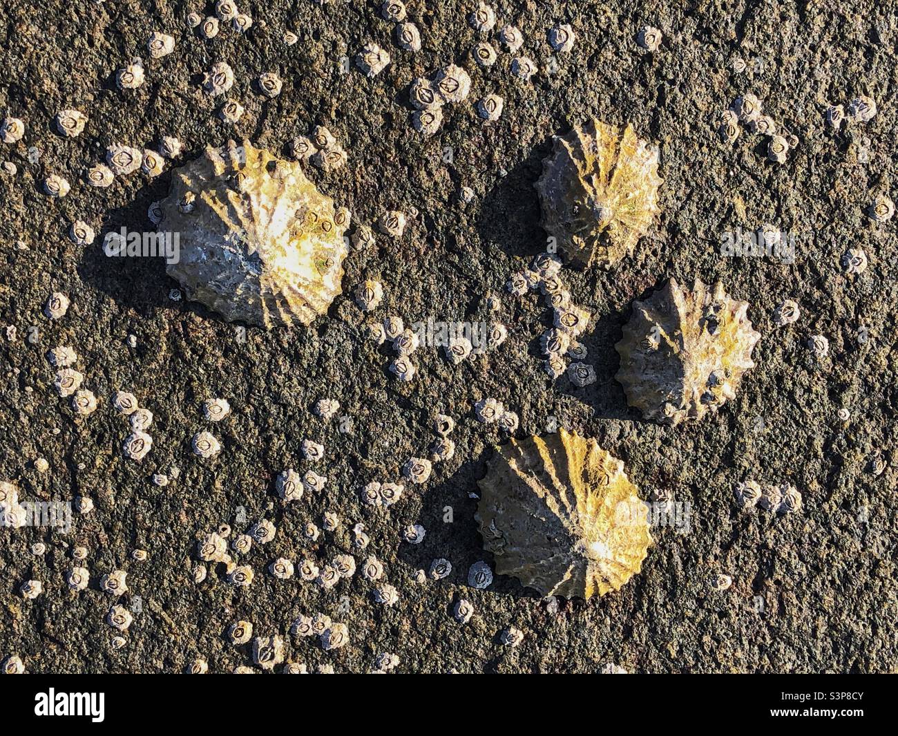 Limpet shells visible at low tide - Smartphone Captured Stock Image