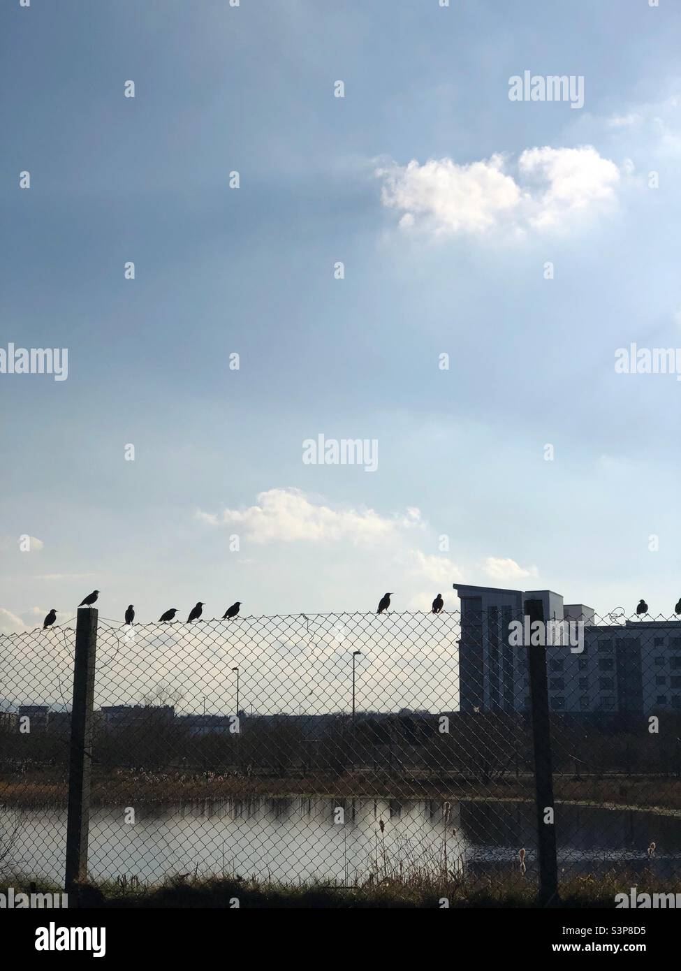 Starlings sitting on a wire fence - Smartphone Captured Stock Image