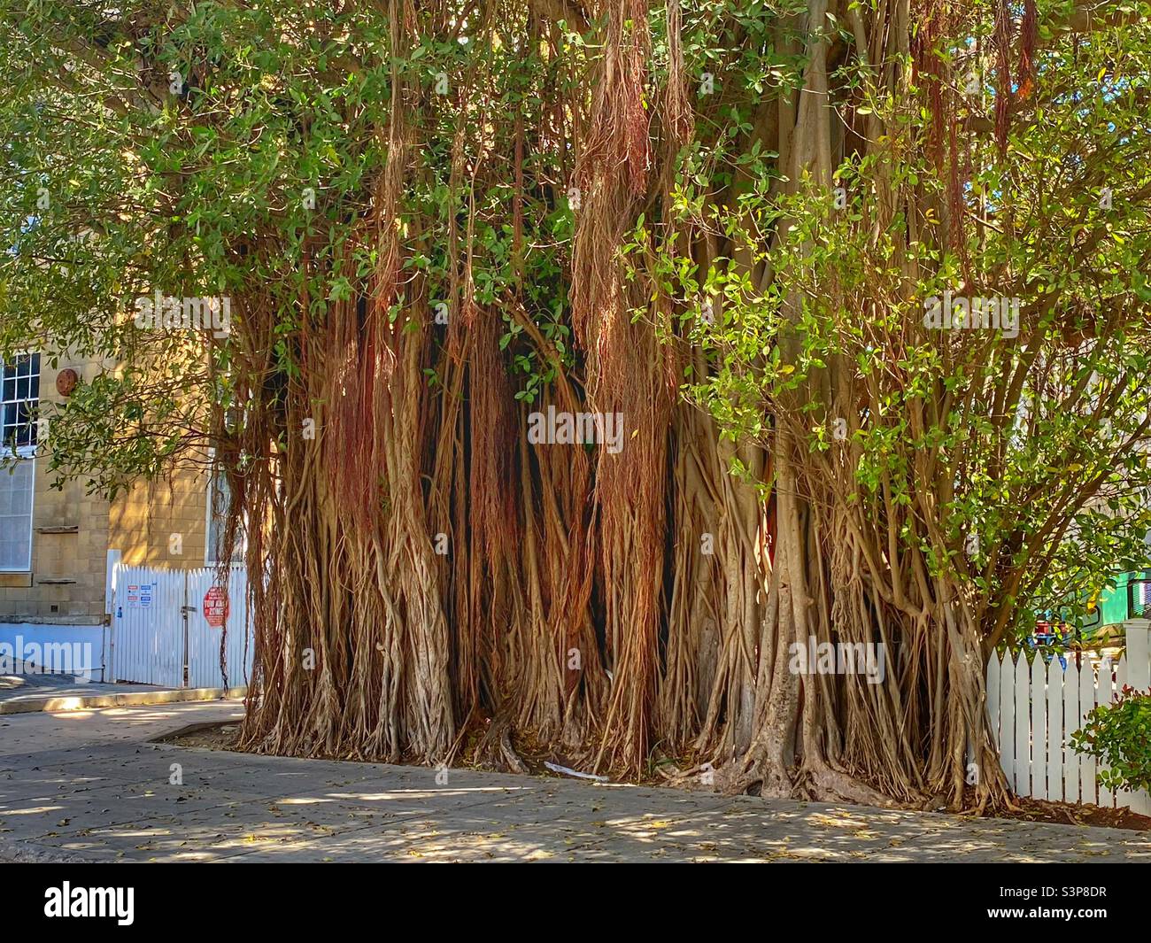 Huge Banyan tree in Key West Florida Stock Photo