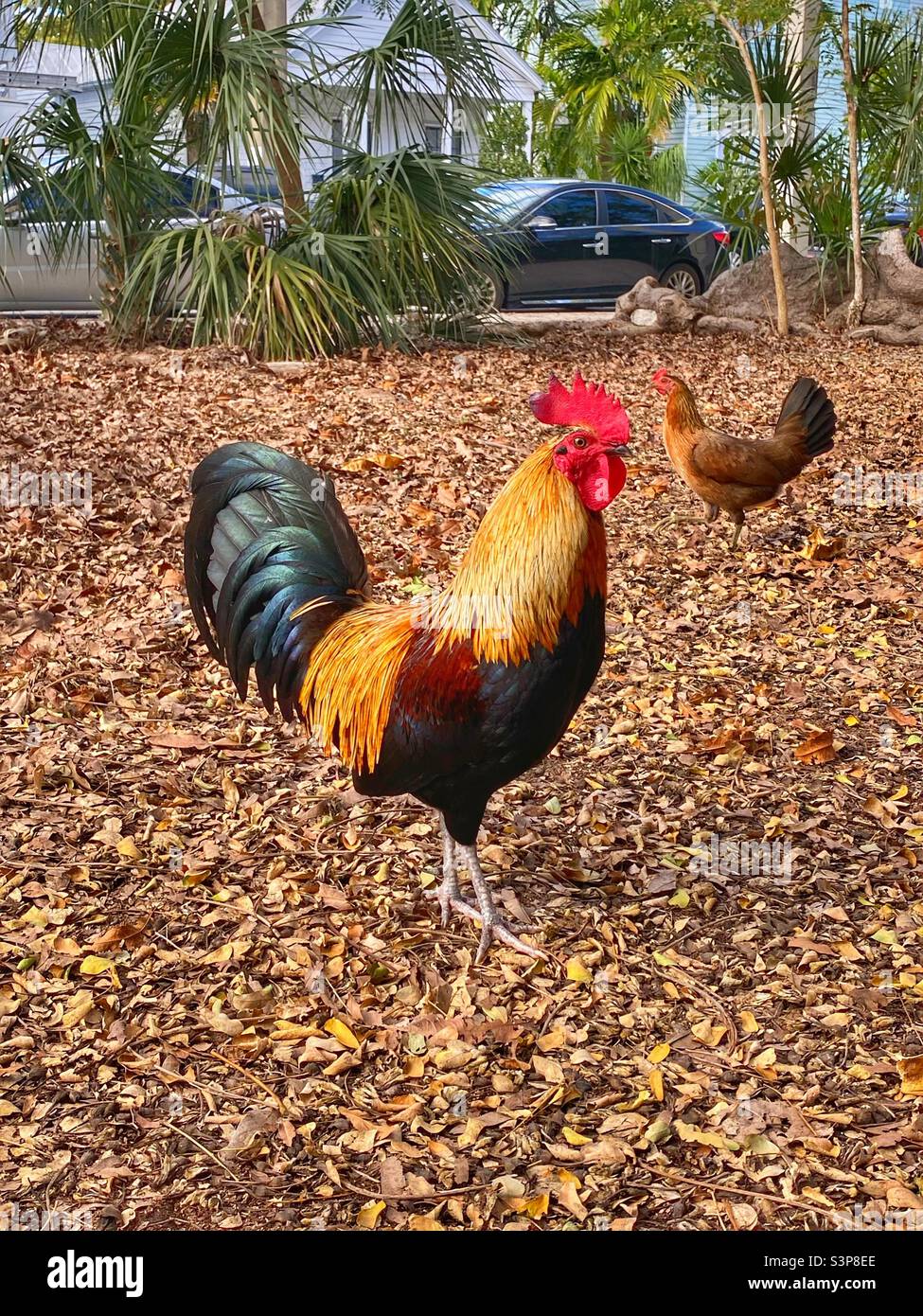 Wild chickens in Key West. A rooster and a hen Stock Photo Alamy