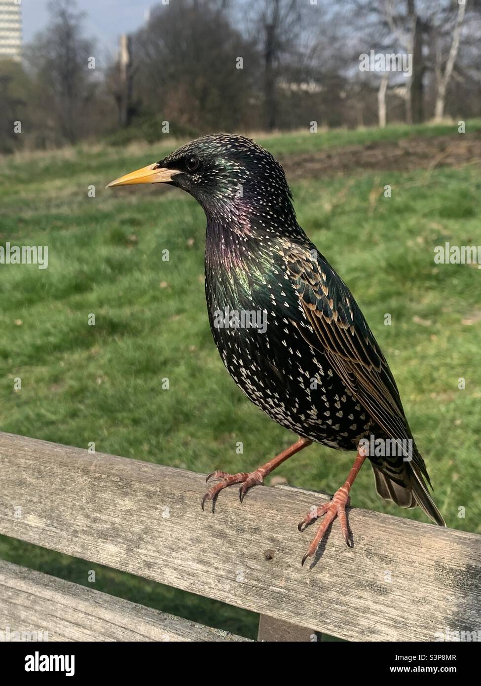 Starling bird sitting on park bench london - Smartphone Captured Stock Image
