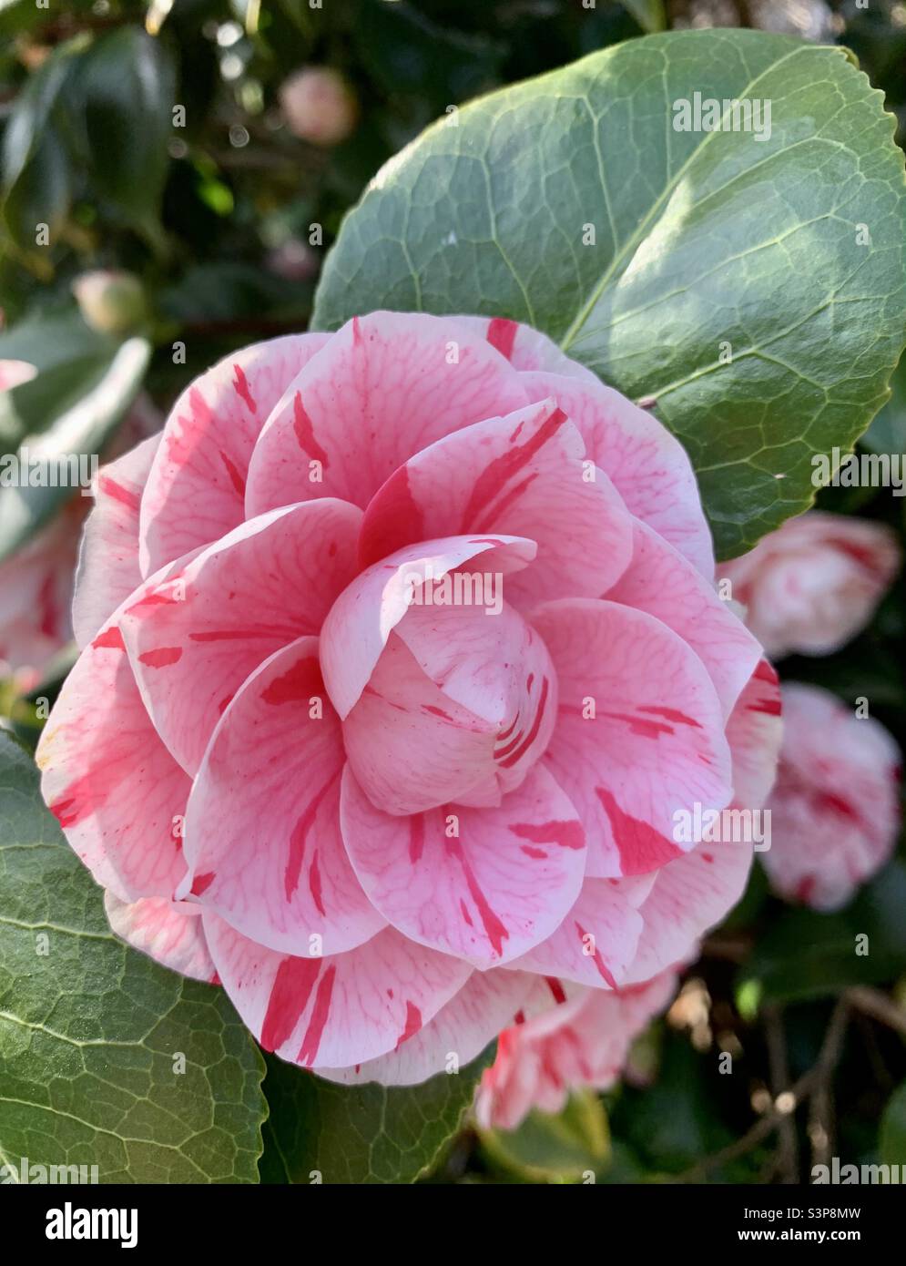 Beautiful pink and white camellia flower - Smartphone Captured Stock Image
