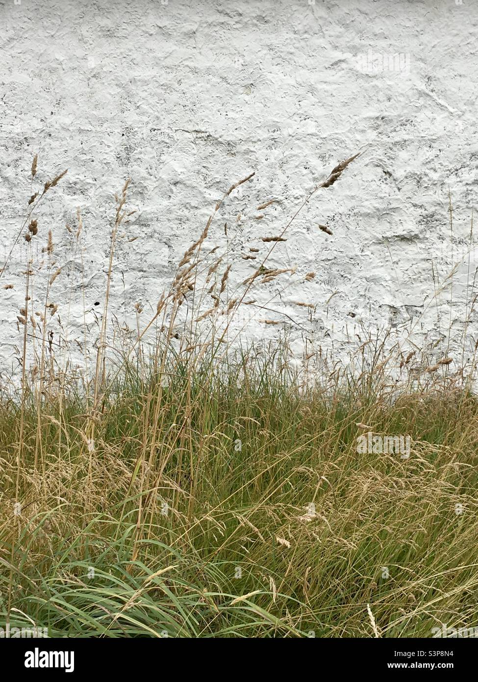 Long grass against white wash stone wall Stock Photo