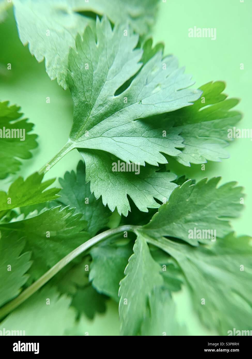 Green cilantro on green background Stock Photo