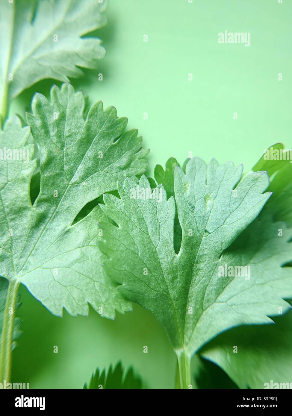 Green cilantro on a green background Stock Photo